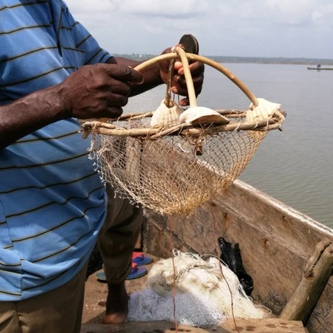 Crabe du lac