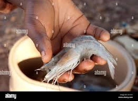 Crevettes 